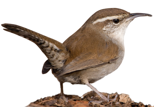 Carolina Wren 